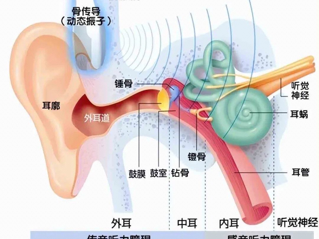 什么是传导性听力损失?