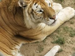 -西霞口神雕山野生动物世界