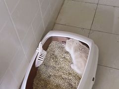 -欣宠猫屋·矮脚拿破仑·蓝金金渐层