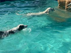 -趣玩宠物乐园寄养训犬训狗游泳池