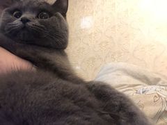 -喵zoo家庭繁育猫舍(尖东智能花园店)