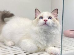 -lincat·猫舍(广州店)