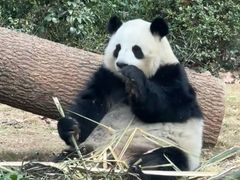 -成都动物园