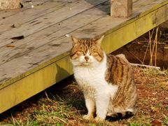 -前小桔亲子创意农场·草莓采摘·露营烧烤