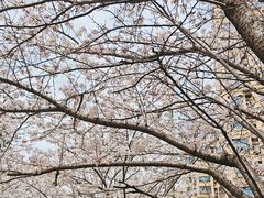 -高东镇樱花园