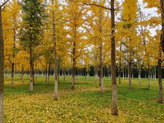 -汉长安城未央宫国家考古遗址公园