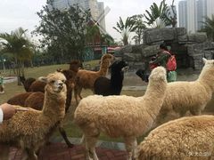 -灵玲国际马戏城