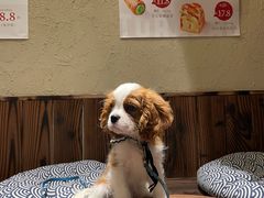 -胖虎打面团(九眼桥店)