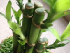 双季花艺园艺市场-双季花艺园艺市场(浦东店)
