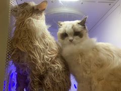 -屋虎猫馆(宝安大仟里店)