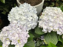 -江湖六膳門串串香(隆礼路店)