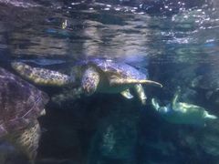 -烟台海昌鲸鲨海洋公园