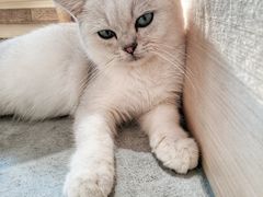 -瞄一喵猫咖(格力海岸店)