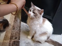 -猫色咖啡·猫咖