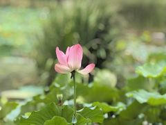 -木塔寺遗址生态公园