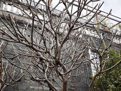 -黄埔古港