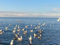 -青海湖国家重点风景名胜区