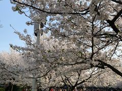 -武汉大学-樱园
