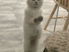 -楼上猫咖(罗湖店)