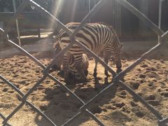 -荆州中山公园动物园