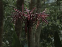-中国科学院西双版纳热带植物园