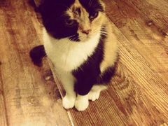 猫色咖啡-猫色咖啡·猫咖