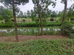 -合肥滨湖国家森林公园