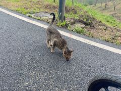 -青龙山国家森林公园