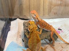 -酷以爬仙阁实体爬宠店·守宫·蜥蜴·专业繁育