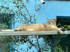 -青藏高原野生动物园