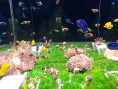 -烟台海昌鲸鲨海洋公园