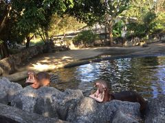 -清迈夜间动物园