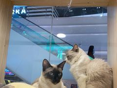 -KKV(深圳宏发大仟里店)