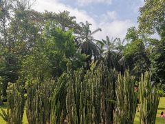 -中国科学院西双版纳热带植物园