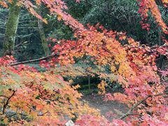 -龙井壹号·茶缘山景宴(龙井村店)