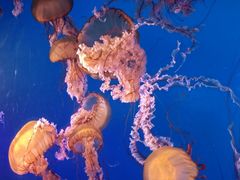 -太平洋海底世界