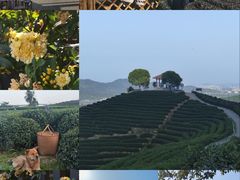 -龙坞茶村