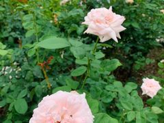 -人民公园(罗湖区)