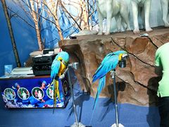 -芜湖新华联大白鲸海洋公园