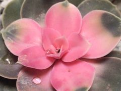 -炉小二铜锅牛蛙•川湘菜(三里屯店)