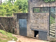 -都江堰中华大熊猫苑