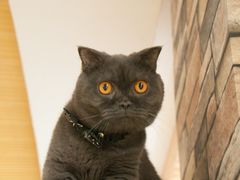 -猫的茶·猫咖