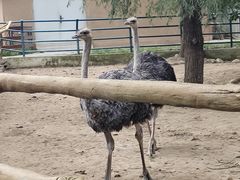 -大连森林动物园