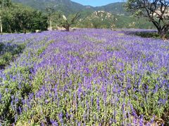 -紫海香堤香草艺术庄园