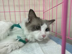 -小伙伴宠物医院•急重症转诊中心·老年专科·犬猫全科(北大街总院)