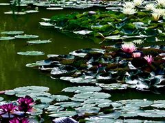 -国家植物园南园