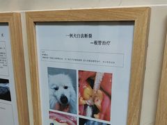 -半岛宠物医院24小时·内窥镜·牙科·碎石中心(府城大道店)