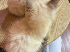 -楼上猫咖(罗湖店)