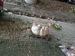 -蒲河大集