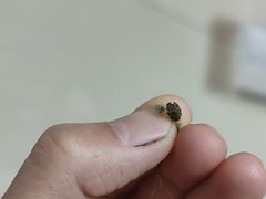 -菲尔斯特宠物医院